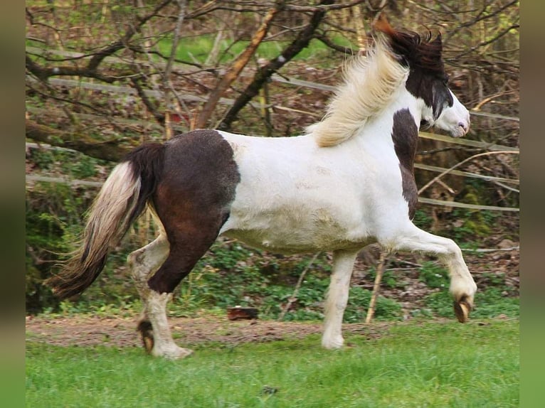 IJslander Merrie 11 Jaar 136 cm Gevlekt-paard in Saarland