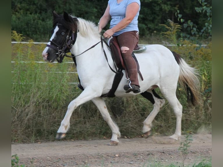 IJslander Merrie 11 Jaar 136 cm Gevlekt-paard in Saarland