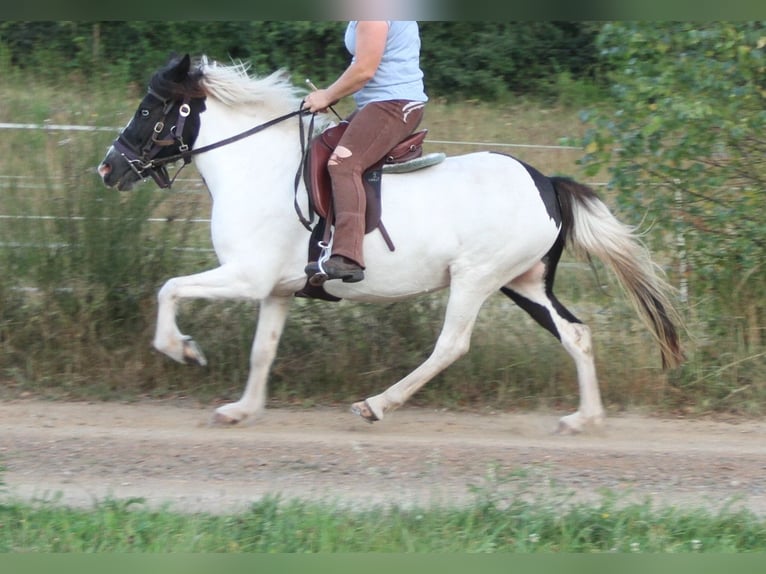 IJslander Merrie 11 Jaar 136 cm Gevlekt-paard in Saarland