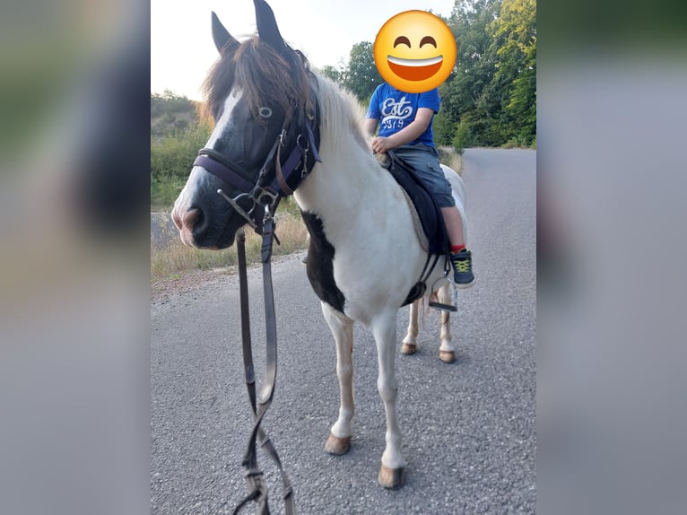 IJslander Merrie 11 Jaar 136 cm Gevlekt-paard in Saarland