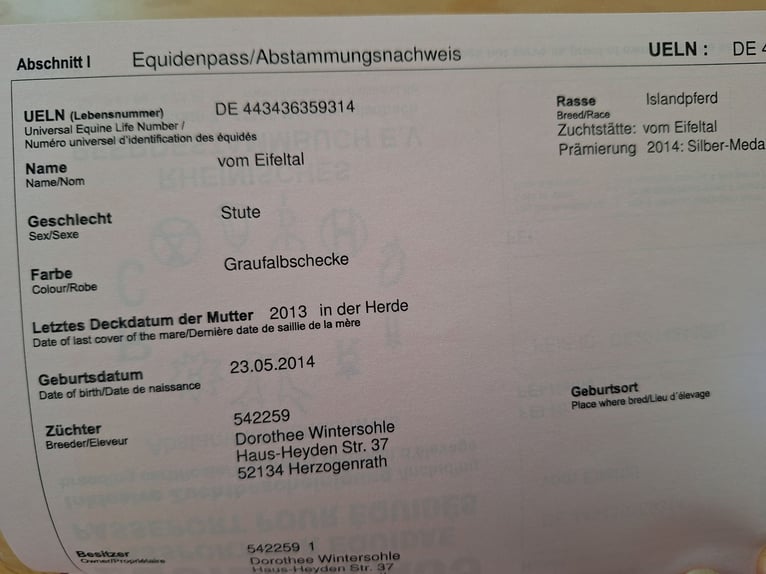 IJslander Merrie 11 Jaar 136 cm Gevlekt-paard in Schleiden