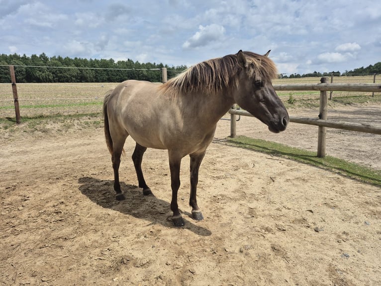 IJslander Merrie 11 Jaar 138 cm Falbe in Belm