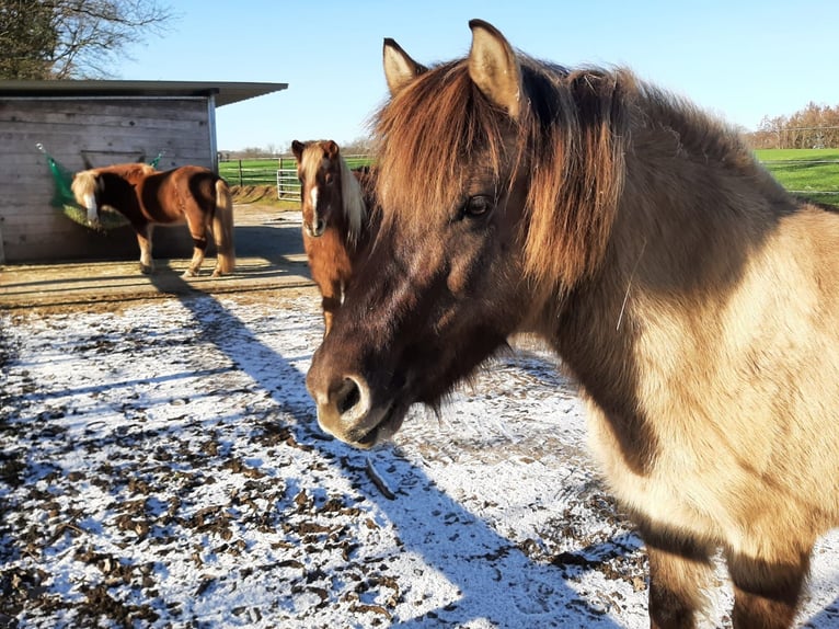 IJslander Merrie 11 Jaar 138 cm Falbe in Belm