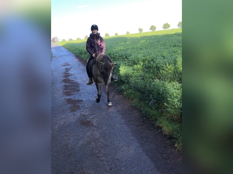 IJslander Merrie 11 Jaar 138 cm Falbe in Belm