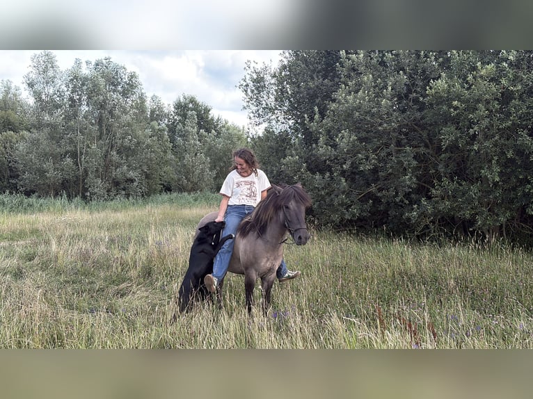 IJslander Merrie 11 Jaar 138 cm Grullo in Schermbeck