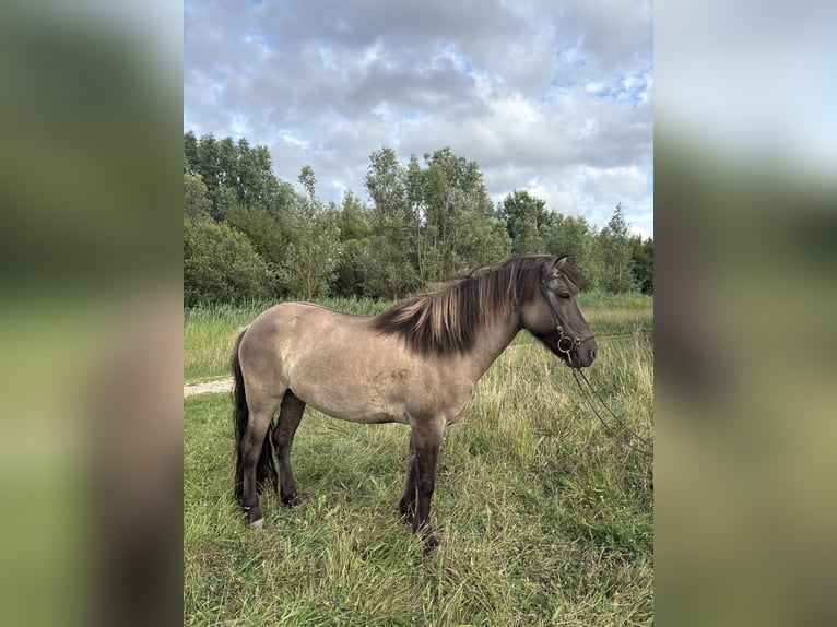 IJslander Merrie 11 Jaar 138 cm Grullo in Schermbeck