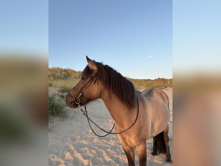 IJslander Merrie 11 Jaar 138 cm Grullo in Schermbeck
