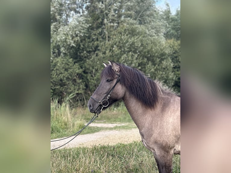 IJslander Merrie 11 Jaar 138 cm Grullo in Schermbeck