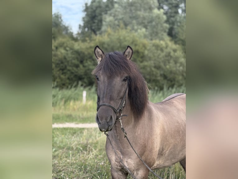 IJslander Merrie 11 Jaar 138 cm Grullo in Schermbeck