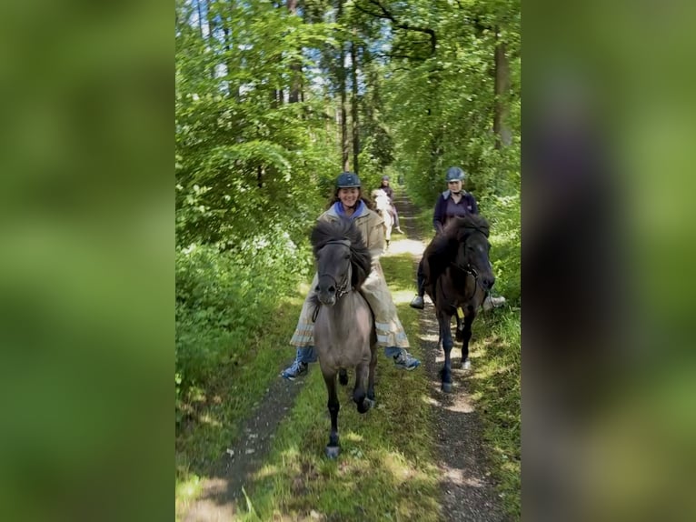 IJslander Merrie 11 Jaar 138 cm Grullo in Schermbeck