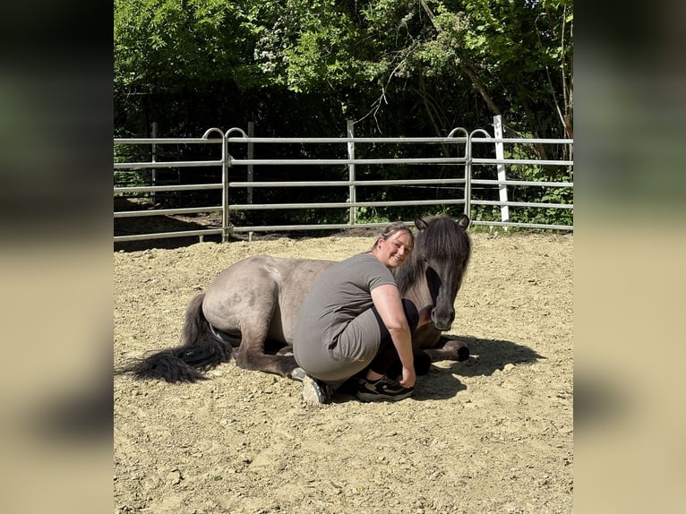 IJslander Merrie 11 Jaar 138 cm Grullo in Schermbeck