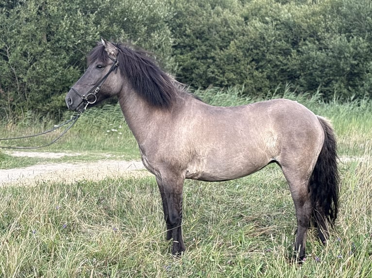 IJslander Merrie 11 Jaar 138 cm Grullo in Schermbeck