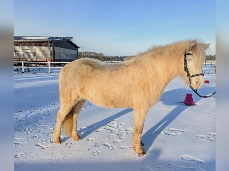 IJslander Merrie 11 Jaar 138 cm Perlino in Heiden