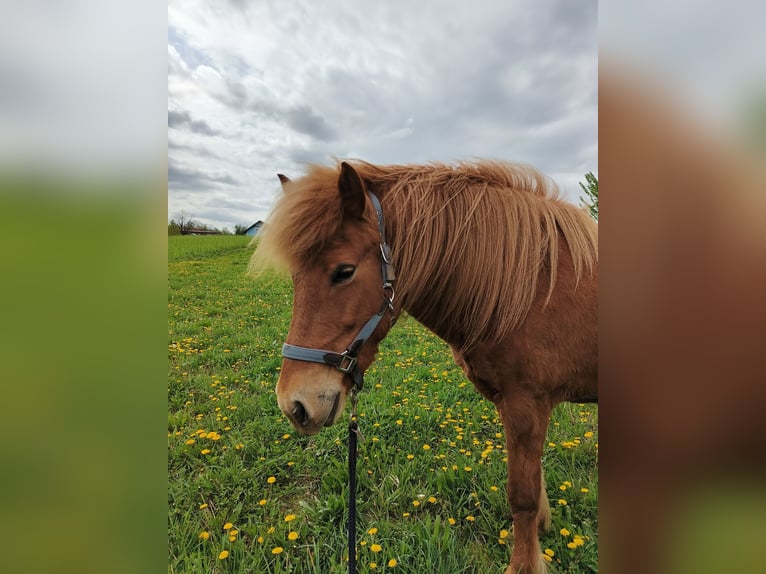 IJslander Merrie 11 Jaar 138 cm in St. Veit