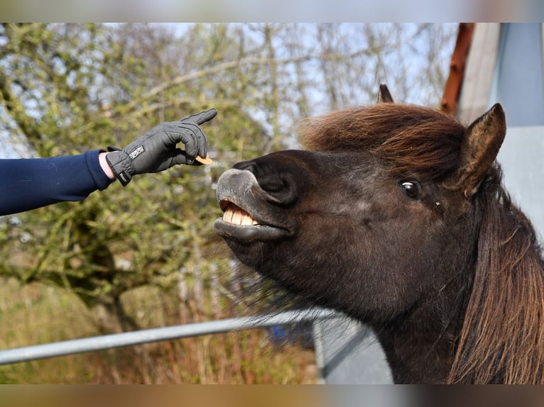 IJslander Merrie 11 Jaar 139 cm Donkerbruin in Lohe Rickelshof