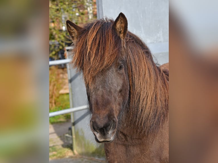 IJslander Merrie 11 Jaar 139 cm Donkerbruin in Lohe Rickelshof