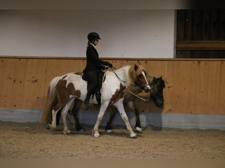 IJslander Merrie 11 Jaar 139 cm Gevlekt-paard in Vilshofen