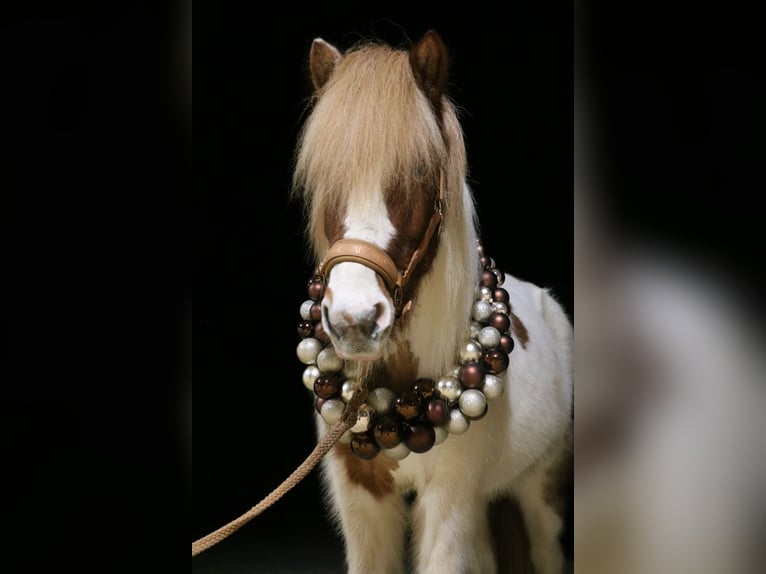 IJslander Merrie 11 Jaar 139 cm Gevlekt-paard in Vilshofen
