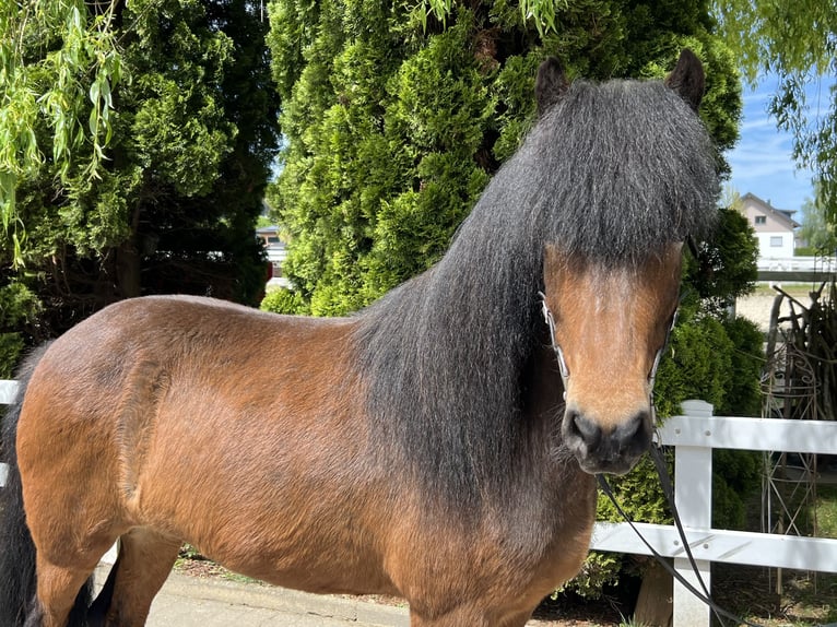 IJslander Merrie 11 Jaar 140 cm Bruin in Lochen am See