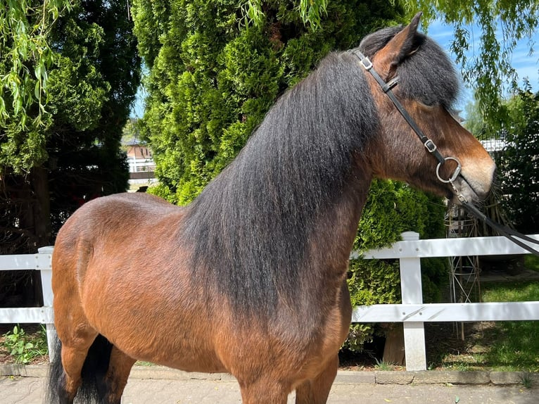 IJslander Merrie 11 Jaar 140 cm Bruin in Lochen am See