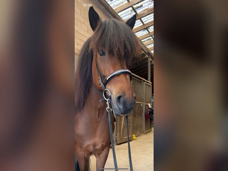 IJslander Merrie 11 Jaar 140 cm Bruin in Waldmohr