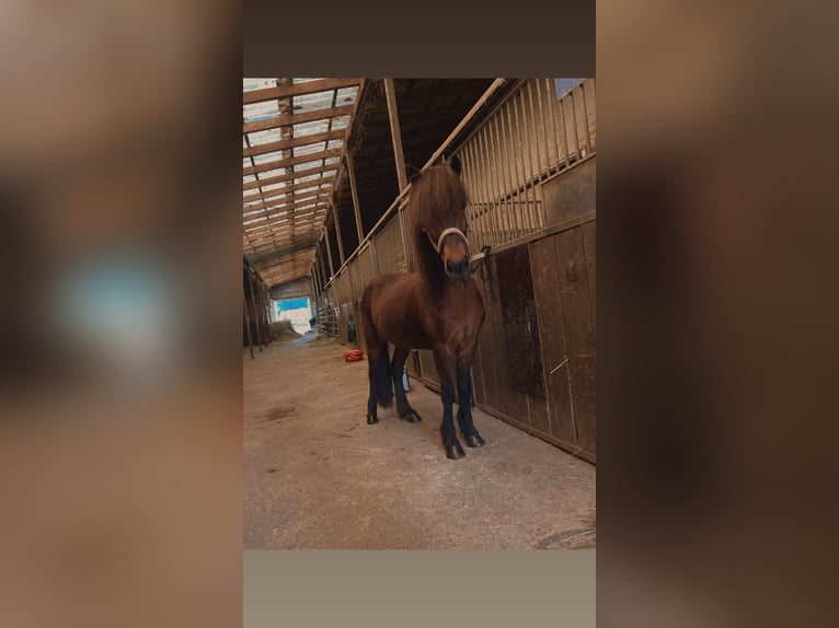 IJslander Merrie 11 Jaar 140 cm Bruin in Waldmohr