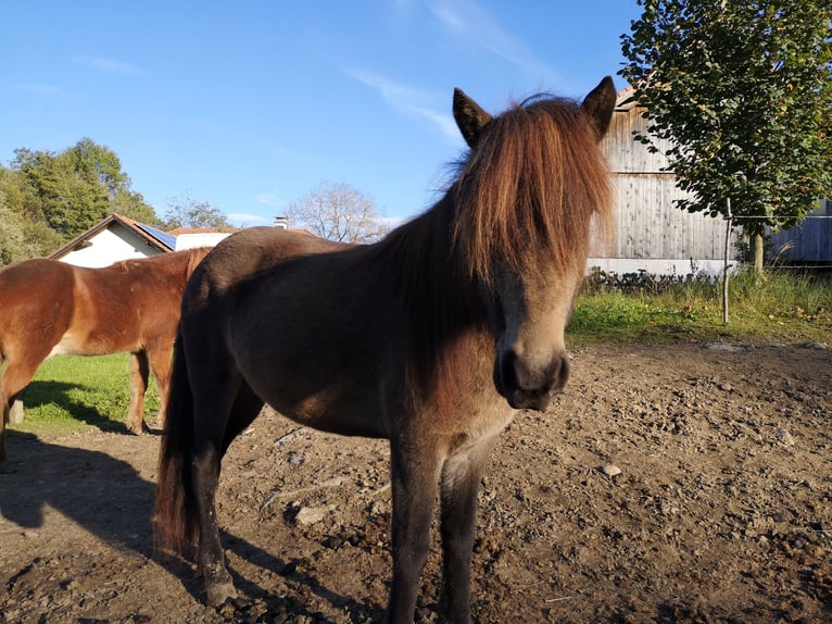 IJslander Merrie 11 Jaar 140 cm Buckskin in Prestranek