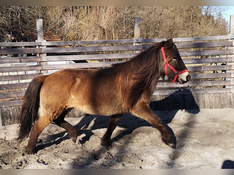 IJslander Merrie 11 Jaar 140 cm Buckskin in Prestranek