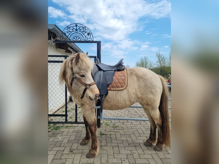 IJslander Merrie 11 Jaar 140 cm Buckskin in Eilenstedt