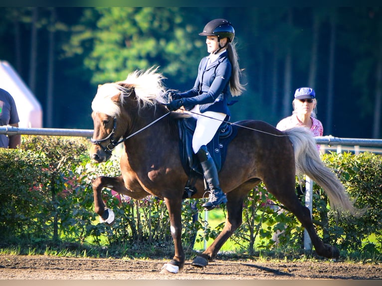 IJslander Merrie 11 Jaar 140 cm Red Dun in Tann