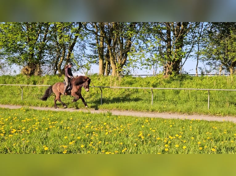 IJslander Merrie 11 Jaar 141 cm Donkerbruin in Osterby