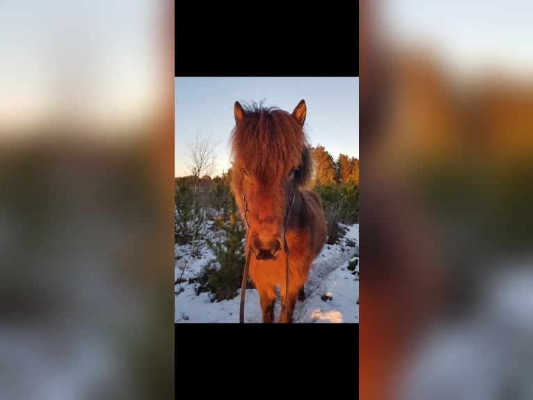 IJslander Merrie 11 Jaar 141 cm Donkerbruin in Osterby