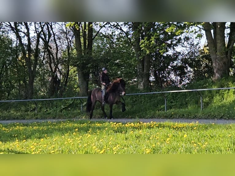 IJslander Merrie 11 Jaar 141 cm Donkerbruin in Osterby