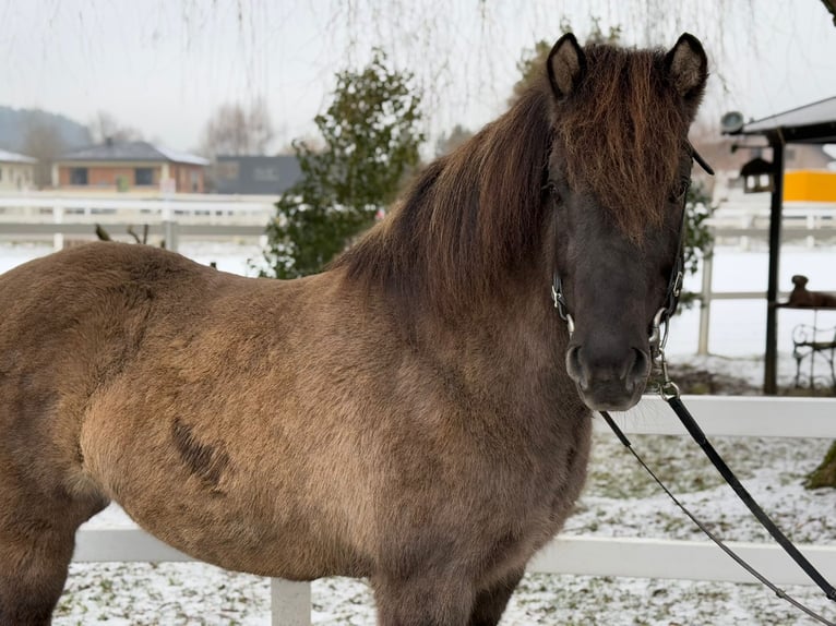 IJslander Merrie 11 Jaar 141 cm Falbe in Lochen am See