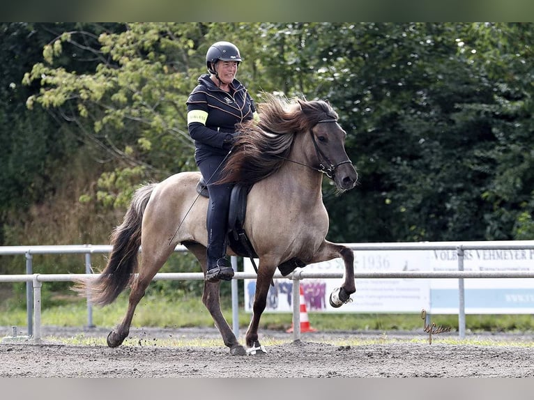 IJslander Merrie 11 Jaar 142 cm Falbe in Seedorf