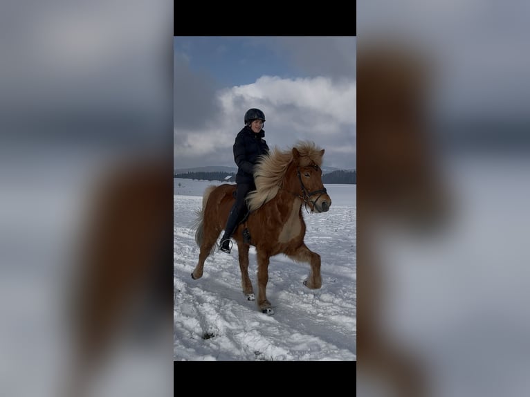 IJslander Merrie 11 Jaar 143 cm Vos in Steinhausen