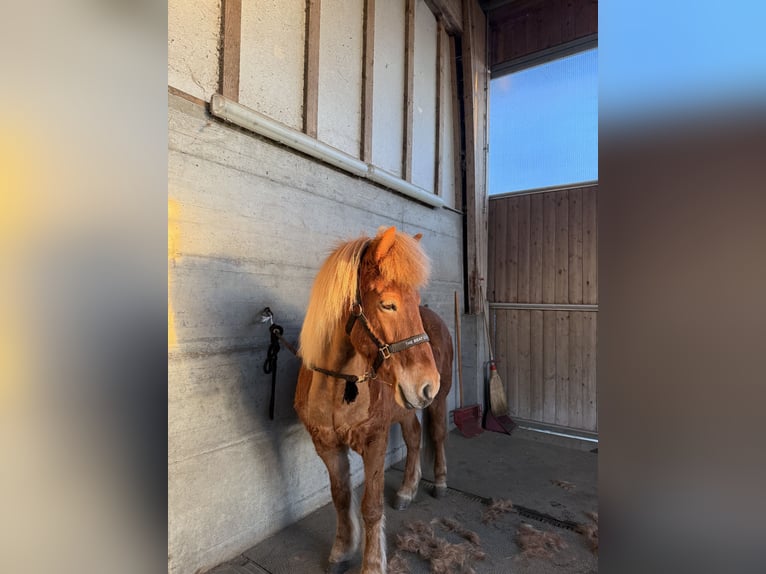 IJslander Merrie 11 Jaar 143 cm Vos in Steinhausen