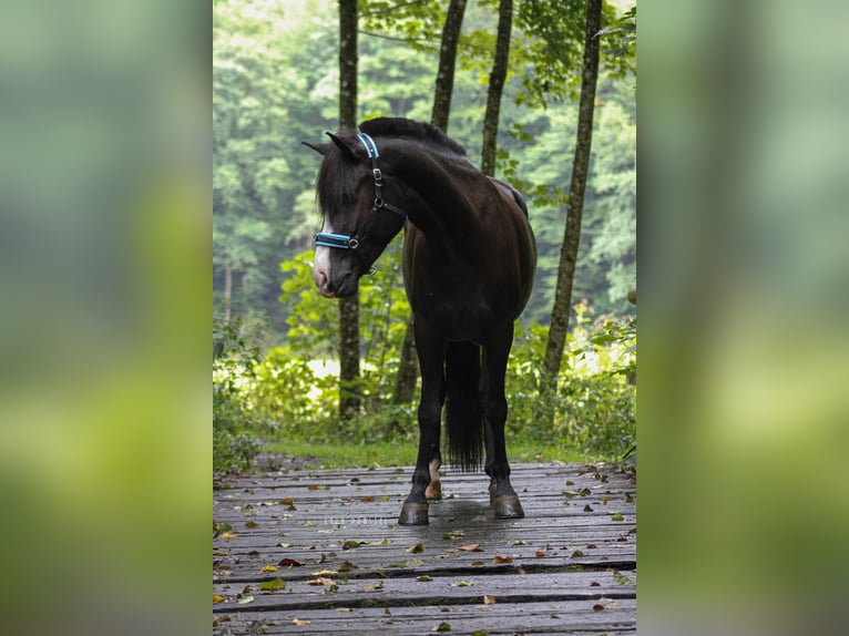 IJslander Mix Merrie 11 Jaar 143 cm Zwart in LeubsdorfRoßbach