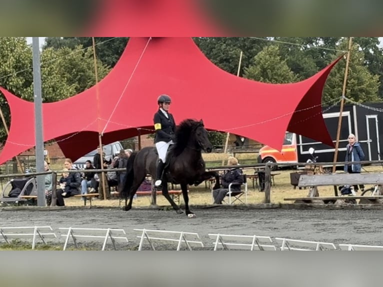 IJslander Merrie 11 Jaar 144 cm Zwart in Soltau