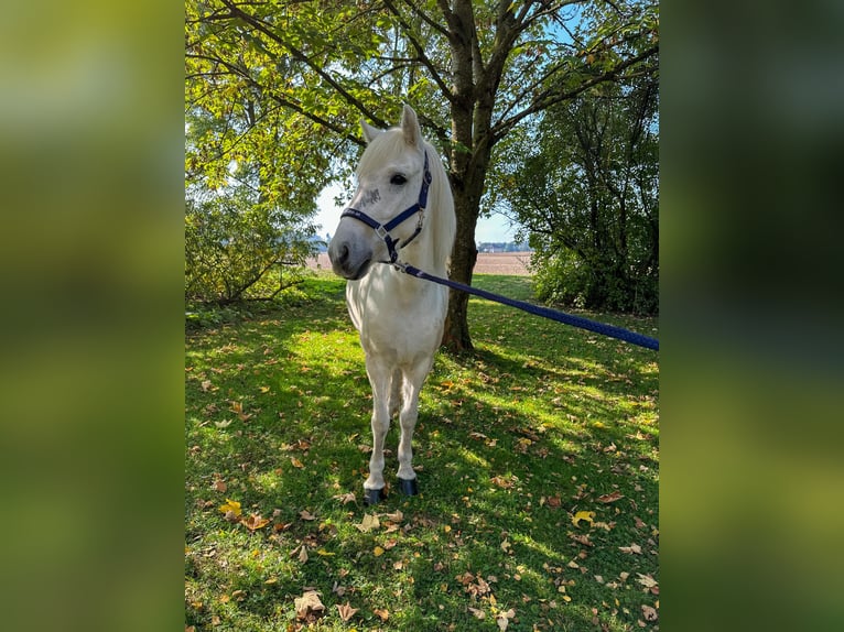 IJslander Merrie 11 Jaar 145 cm Schimmel in Taufkirchen/Trattnach
