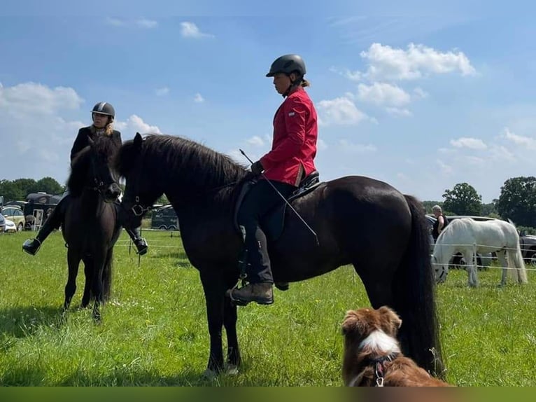 IJslander Merrie 11 Jaar 145 cm Zwart in Ermelo