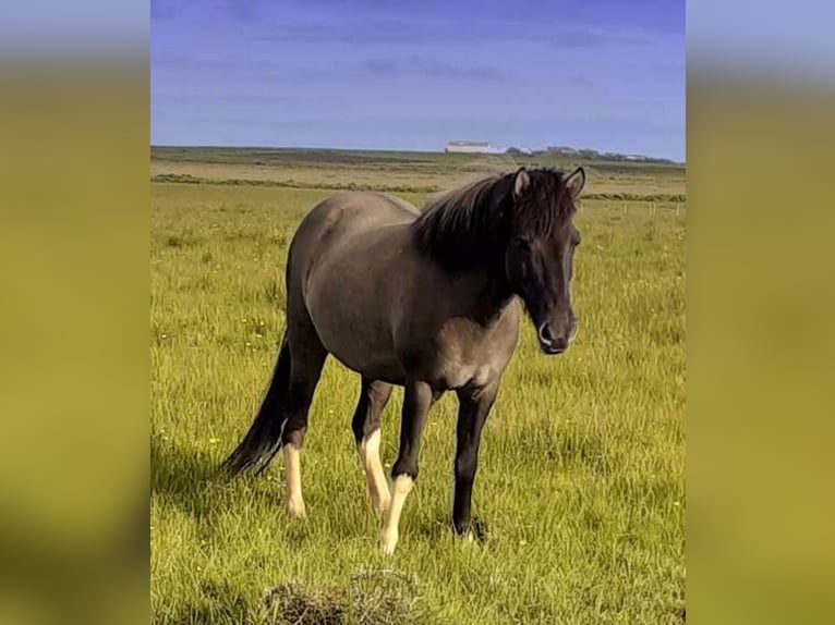 IJslander Merrie 11 Jaar Gevlekt-paard in Kirkjubæjarklaustur