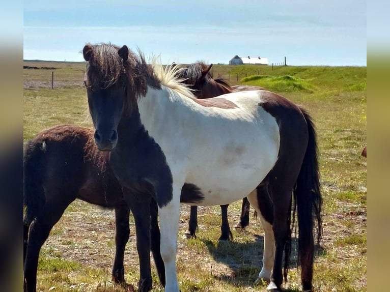 IJslander Merrie 11 Jaar Gevlekt-paard in Süd-Island