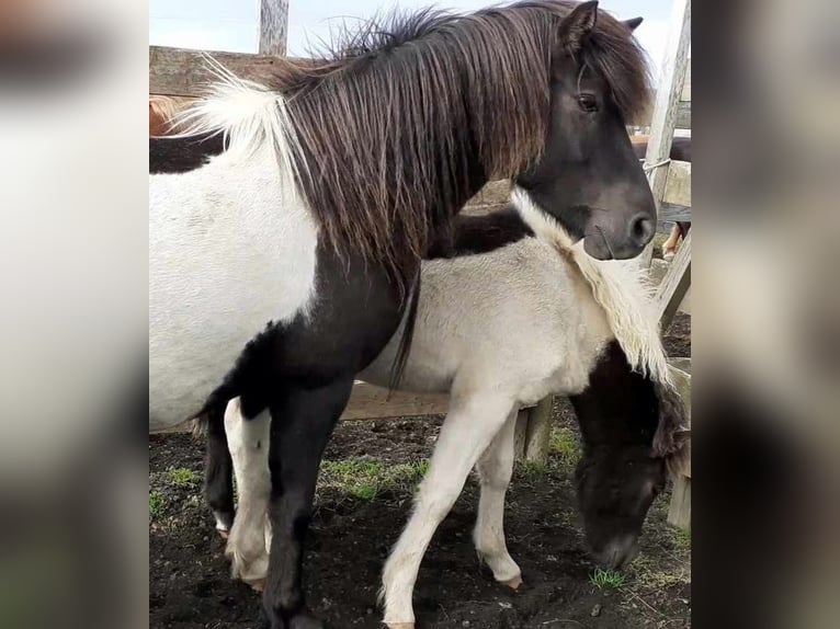 IJslander Merrie 11 Jaar Gevlekt-paard in Süd-Island