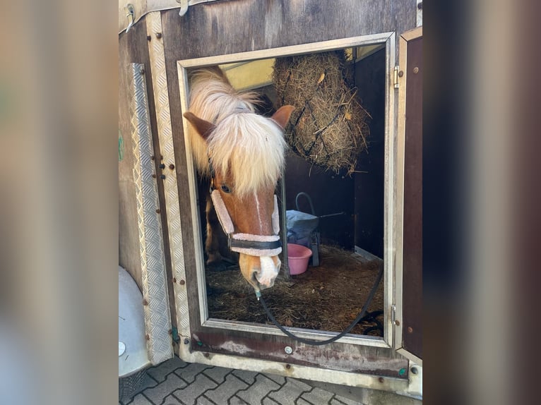 IJslander Merrie 11 Jaar Vos in Miesenbach