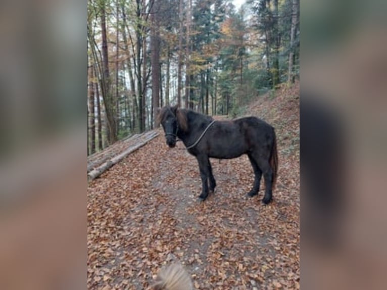 IJslander Merrie 11 Jaar Zwart in Wolfach
