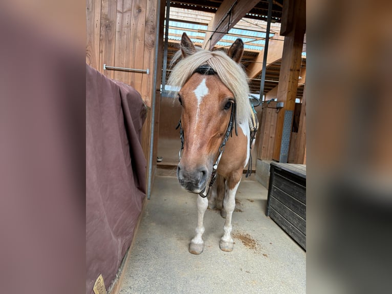 IJslander Mix Merrie 12 Jaar 121 cm Gevlekt-paard in Elterlein