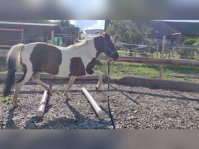 IJslander Mix Merrie 12 Jaar 134 cm Gevlekt-paard in Pfaffengrün