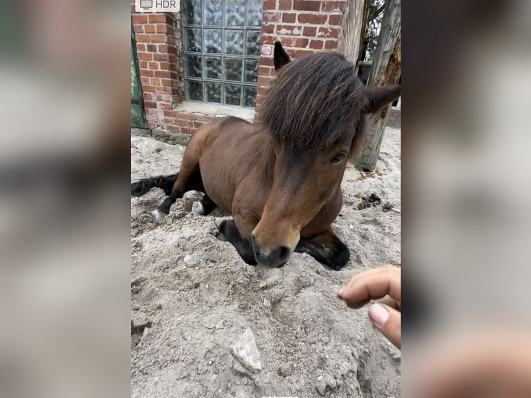 IJslander Merrie 12 Jaar 135 cm Bruin in Schwedeneck