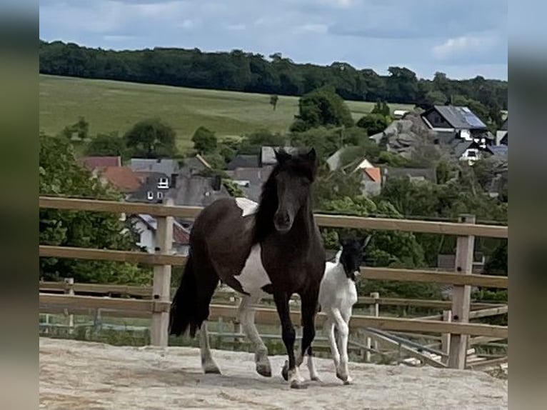 IJslander Merrie 12 Jaar 136 cm Gevlekt-paard in Seesbach